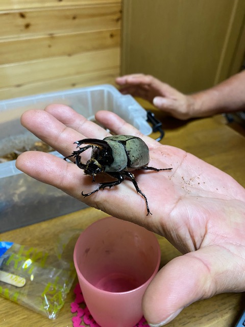 アメリカ　アリゾナ州のカブトムシ