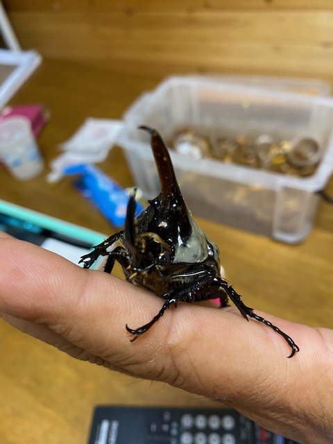 アメリカ　アリゾナ州のカブトムシ